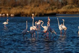 Flamands roses